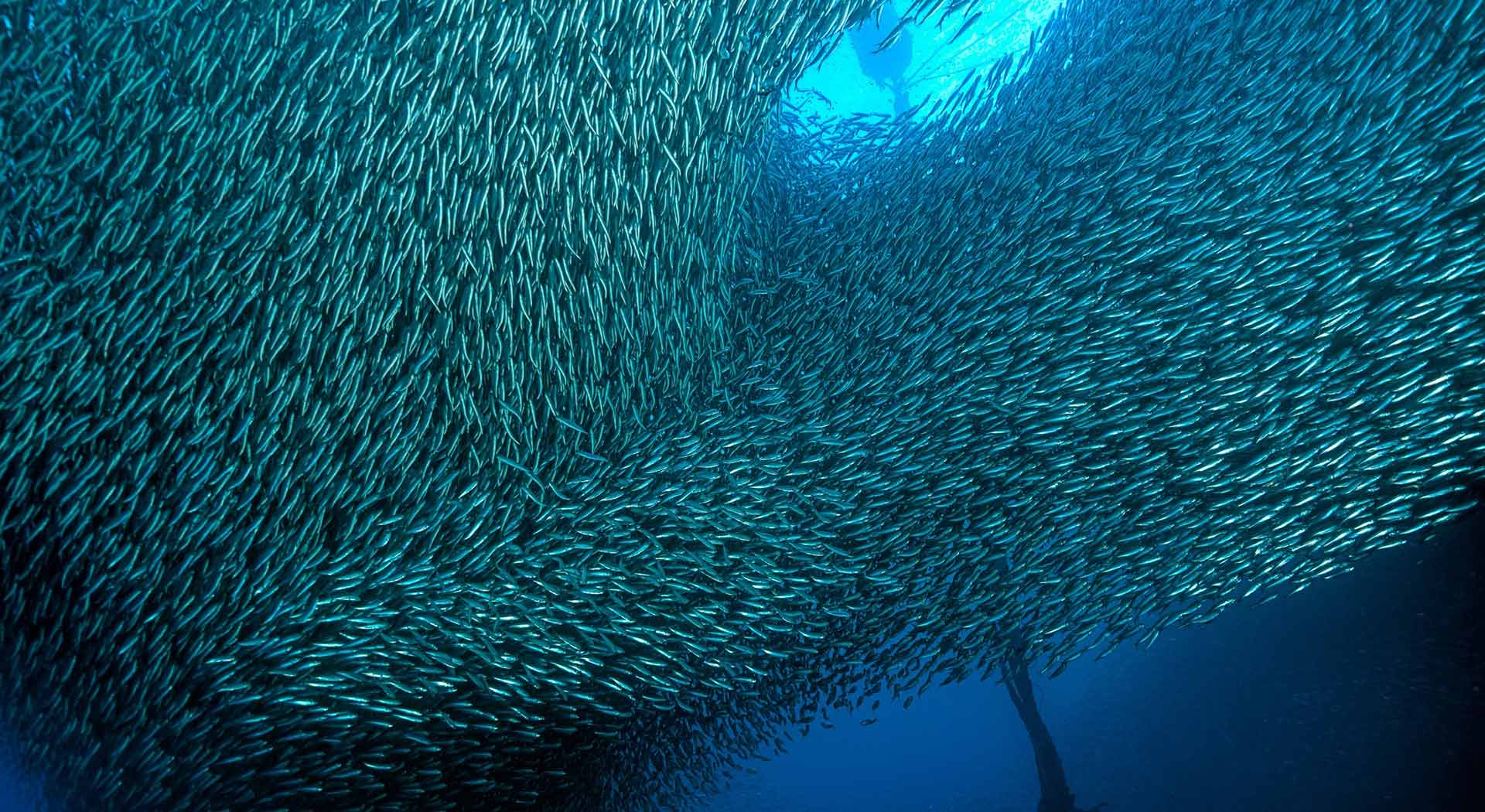 Acciughe liguri di Bel Fish Food: esclusivi piatti pronti, facili e veloci da preparare, per portare in pochi minuti in tavola tutto il gusto del mare